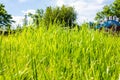 Green fresh grass bathed in sunlight, spring background, summer morning background of green grass in the park, lawn Royalty Free Stock Photo