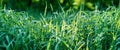 Green, fresh grass close-up,