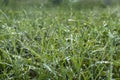 Green fresh grass dew drops photo for abstract background. Royalty Free Stock Photo