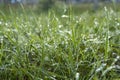 Green fresh grass dew drops photo for abstract background. Royalty Free Stock Photo