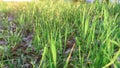 Green fresh grass dew drops photo for abstract background. selective focus macro bokeh Royalty Free Stock Photo