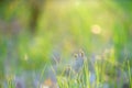 Green fresh grass dew drops photo for abstract background. selective focus macro bokeh Royalty Free Stock Photo