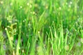 Green fresh grass dew drops photo for abstract background. selective focus macro bokeh Royalty Free Stock Photo