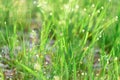 Green fresh grass dew drops photo for abstract background. selective focus macro bokeh Royalty Free Stock Photo