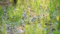 Green fresh grass dew drops photo for abstract background. selective focus macro bokeh Royalty Free Stock Photo