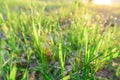 Green fresh grass dew drops photo for abstract background. selective focus macro bokeh Royalty Free Stock Photo