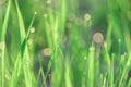 Green fresh grass dew drops photo for abstract background. selective focus macro bokeh Royalty Free Stock Photo