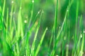 Green fresh grass dew drops photo for abstract background. selective focus macro bokeh Royalty Free Stock Photo