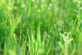 Green fresh grass dew drops photo for abstract background. selective focus macro bokeh Royalty Free Stock Photo