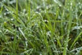 Green fresh grass dew drops photo for abstract background.