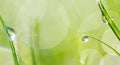 Green fresh grass in the drops of dew texture Royalty Free Stock Photo