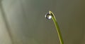 Green fresh grass in the drops of dew texture