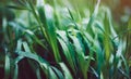 Green fresh grass with drops of morning water dew after rain, nature background with raindrop, mockup backdrop leaf plant closeup Royalty Free Stock Photo