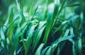 Green fresh grass with drops of morning water dew after rain, nature background with raindrop, mockup backdrop leaf plant closeup