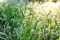 Green fresh grass in drops of shiny dew early in the morning, spring and summer freshness concept Royalty Free Stock Photo