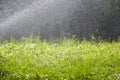 Green fresh grass with falling drops of morning rain water. Beautiful summer background with bokeh and blurred background. Low dep Royalty Free Stock Photo