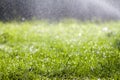 Green fresh grass with falling drops of morning rain water. Beautiful summer background with bokeh and blurred background. Low dep Royalty Free Stock Photo