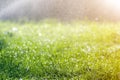 Green fresh grass with falling drops of morning rain water. Beautiful summer background with bokeh and blurred background. Low Royalty Free Stock Photo