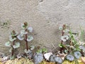 Green fresh grass and leaves on a background of an old concrete wall Royalty Free Stock Photo