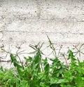 Green fresh grass and leaves on a background of an old concrete wall Royalty Free Stock Photo