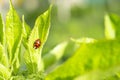 Green fresh grass leaves with selective focus and ladybug in focus during positive sunny day, shiny blurred nature background Royalty Free Stock Photo