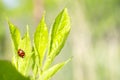 Green fresh grass leaves with selective focus and ladybug in focus during positive sunny day, shiny nature background with blurred Royalty Free Stock Photo