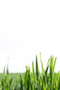 Green fresh grass leaves with selective focus and ladybug in focus during positive sunny day, vertical orientation blurred nature Royalty Free Stock Photo