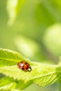 Green fresh grass leaves with selective focus and ladybug in focus during positive sunny day, vertical orientation blurred nature Royalty Free Stock Photo