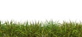 Green fresh grass naturally on isolated white background, 3d rendering Royalty Free Stock Photo