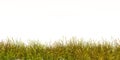 Green fresh grass naturally on isolated white background, 3d rendering Royalty Free Stock Photo