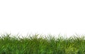 Green fresh grass naturally on isolated white background, 3d rendering Royalty Free Stock Photo