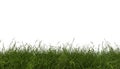 Green fresh grass naturally on isolated white background, 3d rendering Royalty Free Stock Photo