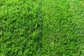 Green fresh grass. Partially cut grass lawn. Difference between perfectly mowed, trimmed garden lawn or field for sports, golf and