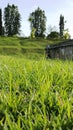 Green and fresh grass at sambisari temple