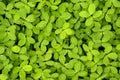 Green Fresh Grass Small Leaves Plant Arachis Pintoi, Pinto Peanut with Morning Dew Background Wallpaper Texture Wider Angle