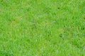 Green fresh grass special for wallpaper