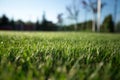 Green fresh grass on stadium with light sun Royalty Free Stock Photo