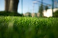 Green fresh grass on stadium with light sun Royalty Free Stock Photo