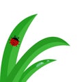 Green fresh grass stalk close up. Water morning drop set. Ladybug Ladybird insect. Cute cartoon baby character. Garden nature deco Royalty Free Stock Photo