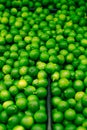 Green fresh green limes background. Group of green limes Royalty Free Stock Photo