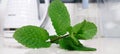 Green fresh healthy mint leaves