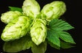 Green fresh hop cone on dark background for beer Royalty Free Stock Photo