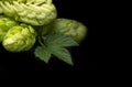 Green fresh hop cone on dark background for beer Royalty Free Stock Photo