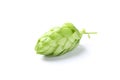 Green fresh hop cone isolated on white background Royalty Free Stock Photo