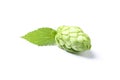 Green fresh hop cone isolated on white background Royalty Free Stock Photo