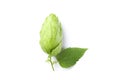 Green fresh hop cone isolated on white background Royalty Free Stock Photo