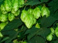 Green fresh hop cones on a background of green foliage for making beer and bread closeup, agricultural background. Royalty Free Stock Photo