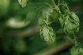 Green fresh hop cones for making beer and bread closeup, agricultural background Royalty Free Stock Photo