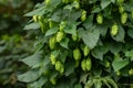 Green fresh hop cones for making beer and bread closeup, agricultural background Royalty Free Stock Photo