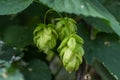 Green fresh hop cones for making beer and bread closeup, agricultural background Royalty Free Stock Photo
